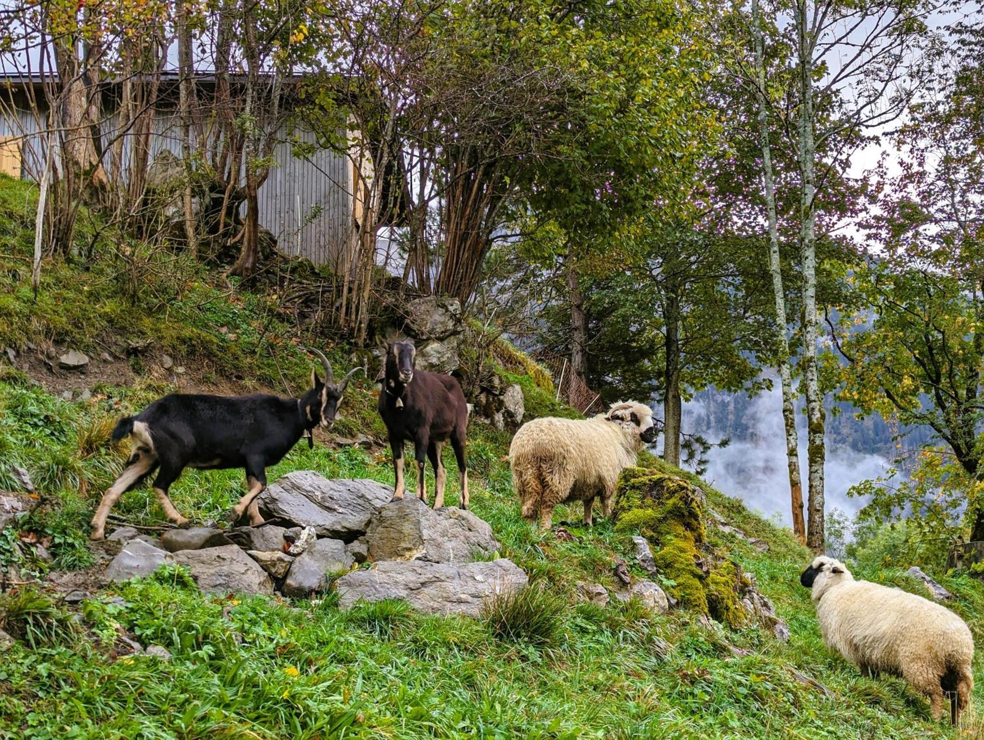 Panoramahof Bergglueck Leilighet Mellau Eksteriør bilde